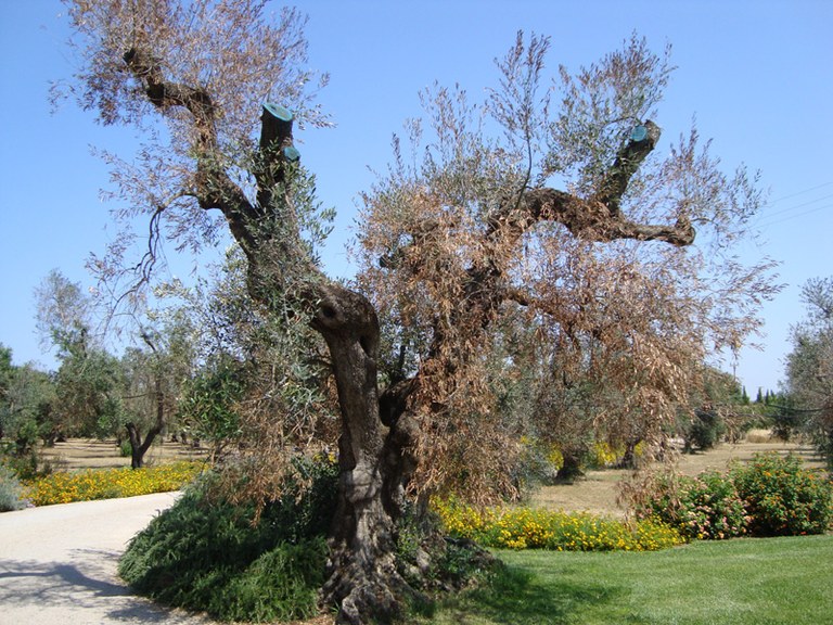 Xylella