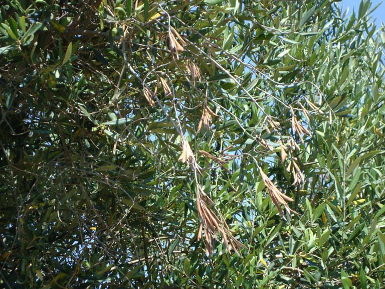 Xylella