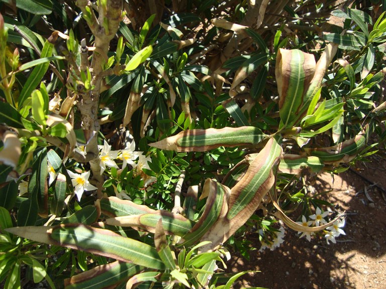 Xylella