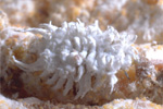 Criptolaemus montrouzieri larva S.Foschi - Bioplanet