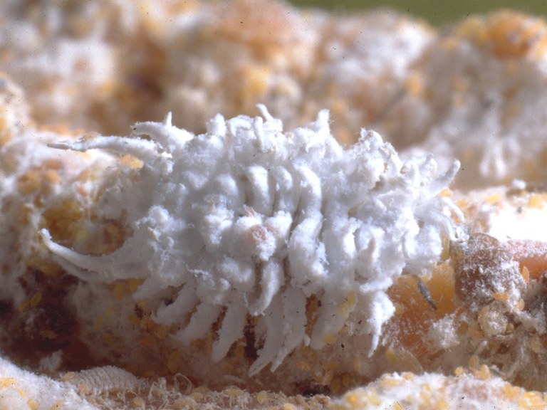 Criptolaemus montrouzieri larva 3 big