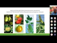 Pomodoro da industria bio: tecniche di prevenzione e difesa - 2a parte