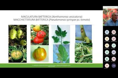 Pomodoro da industria bio: tecniche di prevenzione e difesa - 2a parte
