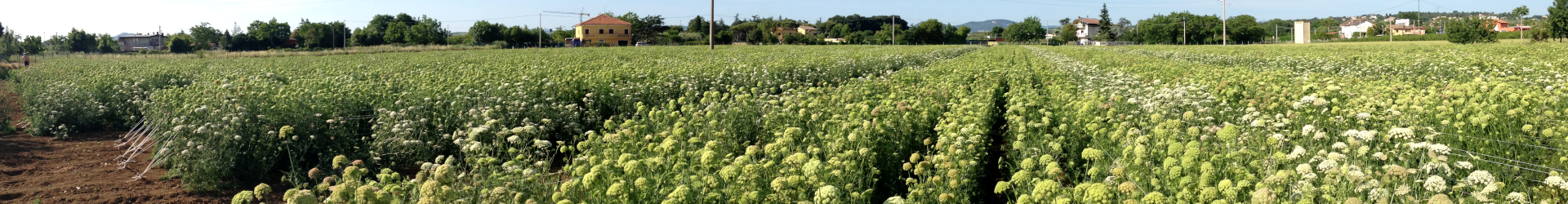 campo di carota da seme