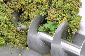Nasce “Legàmi di Vite”, un importante contratto di sviluppo “green” nel comparto vitivinicolo