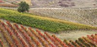 È nato Vitires, il consorzio che porterà alla creazione di vitigni resistenti