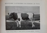 Grazie ad Emilio Fioruzzi le vacche frisone si sono diffuse in Emilia-Romagna e Lombardia