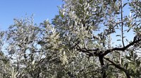 ‘Mettiamo radici per il futuro’ raggiunge quota un milione di alberi distribuiti in tutta l'Emilia-Romagna