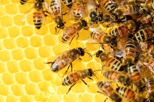 Ocm apicoltura, via libera al bando per l'annualità 2021-2022