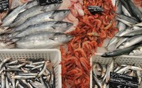 Pesca, in arrivo 1,5 milioni di euro di indennizzi per le aziende colpite dai rincari del carburante