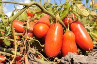 Pomodoro da industria nel Nord Italia, al via la campagna con oltre 37mila ettari