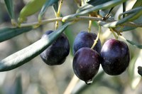 Aiuti alla filiera olivicola, Agea pubblica le istruzioni operative
