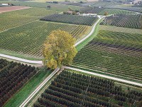 Terreni coltivabili Ismea, al via la vendita anche in Emilia-Romagna