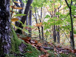 A Granaglione nasce il primo Centro nazionale per lo studio e la conservazione della biodiversità forestale
