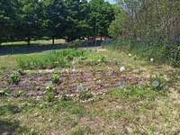 Coltivare l'orto nel cortile della scuola per educare ad un consumo alimentare sostenibile