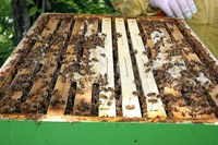 Donne e imprese, aperte le iscrizioni al corso di formazione sull’apicoltura