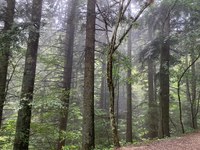 Piani di gestione forestale, dalla Regione un bando da 120mila euro per il triennio 2022-2024