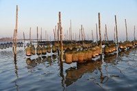Pesca e acquacoltura, al via le nuove Linee guida europee per gli aiuti di Stato