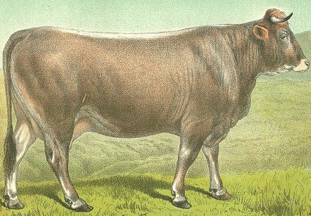 Vacca Svizzera tratto da L'Italia Agricola