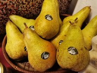 Il grido d'allarme del settore della pera: un'eccellenza della frutticoltura italiana a rischio estinzione