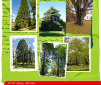 Come diventare protagonista della valorizzazione storico-culturale e sociale degli alberi monumentali