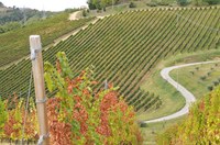 Strade dei Vini e dei Sapori, dalla Regione 250mila euro per promuoverle e valorizzarle