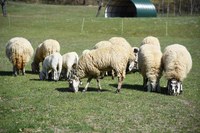 Nel Parco nazionale delle Foreste Casentinesi nasce la scuola per pastori e allevatori