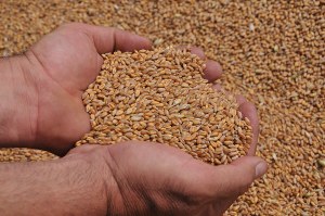 Grano duro alta qualità, firmato il rinnovo dell’accordo triennale tra Barilla e cerealicoltori