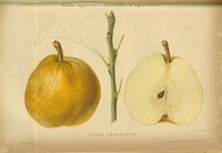 Tutta la ricchezza della frutticoltura italiana in mostra nei primi decenni del '900