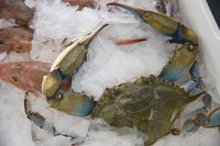 Granchio blu, in vigore l'autorizzazione regionale a cattura e vendita da parte delle imprese ittiche