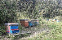 Sostegno all'apicoltura, aperto il bando da 1,29 milioni di euro per il 2024