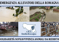 Alluvione, le iniziative attivate in Romagna per garantire la sopravvivenza degli animali da reddito