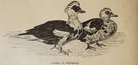 L'avicoltura prende il volo con la mostra di Piacenza di inizio Novecento
