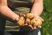 Sostegno alla coltivazione della patata, bando aperto fino al 15 luglio