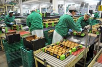 La Regione al lavoro per aprire il mercato giapponese al kiwi dell'Emilia-Romagna
