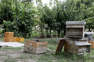 Aiuti all'apicoltura, tutte le iniziative della Regione a ristoro dei danni subiti a seguito dell'alluvione