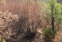 Codice giallo per incendi boschivi, estesa fino al 30 settembre la “fase di attenzione”
