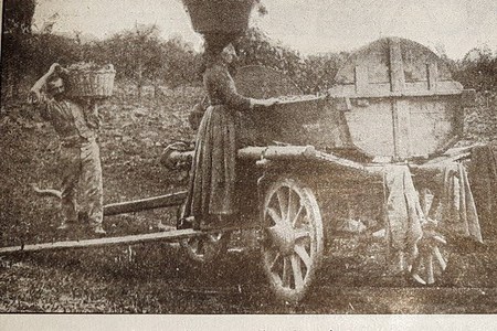 Un viaggio nella viticoltura emiliano-romagnola di inizio Novecento