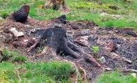 Incendi boschivi, nelle province orientali è scattato lo stato di grave pericolosità