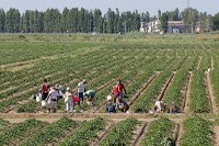 Decreto flussi del Governo, la denuncia della Regione: troppo pochi i lavoratori autorizzati in Emilia-Romagna