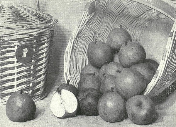 Pere in un cesto - tratto da L’Italia Agricola, marzo 1932