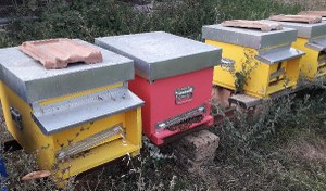 Interventi settoriali apicoltura, aperto il bando per la terza annualità