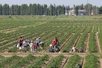 Stop nei cantieri, in agricoltura e nel florovivaismo, con caldo anomalo o estremo tra le 12.30 e le 16