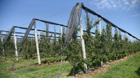 Frutteti protetti: contro i danni causati dai cambiamenti climatici bandi per oltre 70 milioni di euro