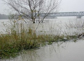 Piogge persistenti del giugno scorso: al via le domande per i danni causati alle imprese agricole