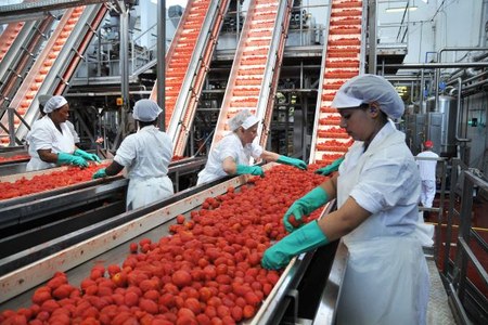 Campagna di raccolta del pomodoro, dati del 2024 inferiori alla media degli ultimi cinque anni