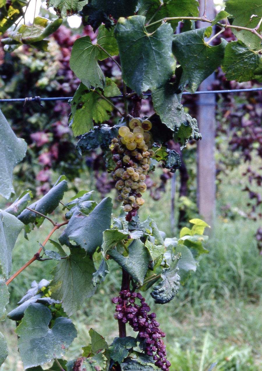 Danni da Flavescenza dorata della vite su grappoli e foglie - foto franco Finelli
