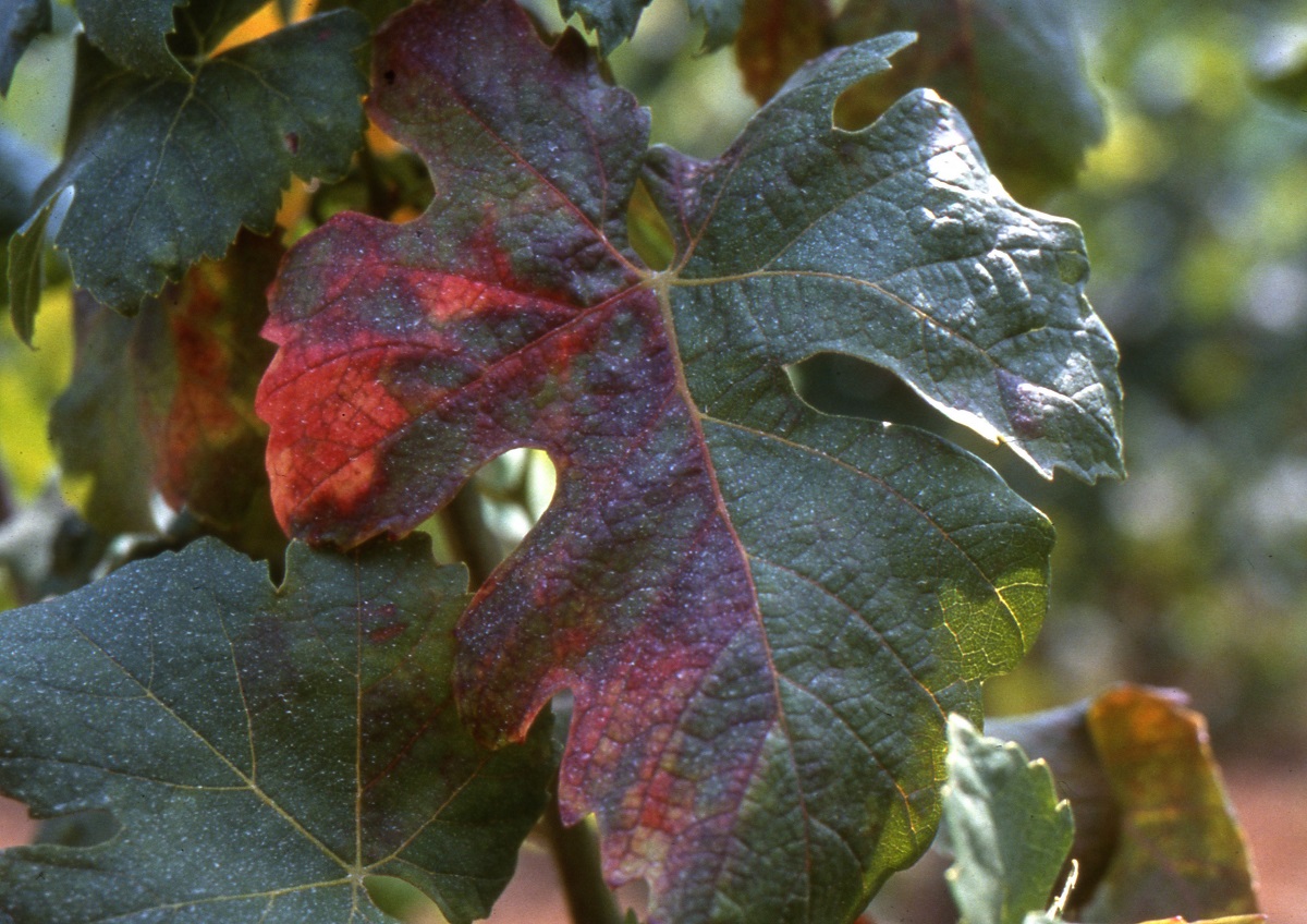 Sintomi di Flavescenza dorata su foglia di vite cultivar  Croatina - foto ruggero Colla