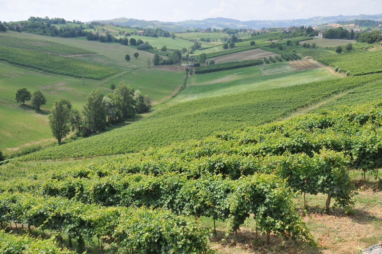 Vigneti Agriturismo Opera02 Cà Montanari Levizzano di Castelvetro (MO) - foto F. Dell'Aquila