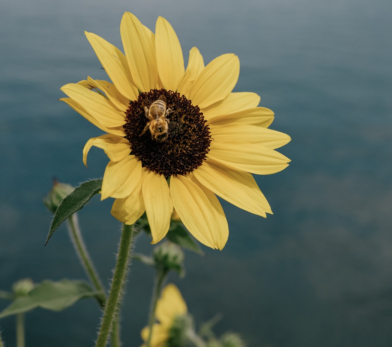 Ape su girasole. Foto Emanuele Armari